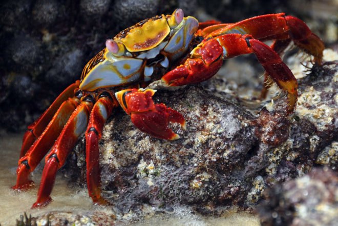 rock lobster, pollution, acidification, curstacean, ph, metals, toxins, water, ocean, marine