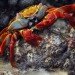 rock lobster, pollution, acidification, curstacean, ph, metals, toxins, water, ocean, marine