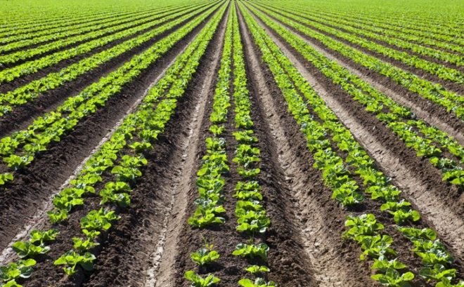 Fungus, mushrooms, biopesticides, pesticides, agriculture, crops, pests, locusts, food, global population, non-toxic, biomimicry