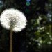 dandelion, roots, keygene, biotech, tires, root, latex