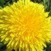 dandelion, roots, keygene, biotech, tires, root, latex
