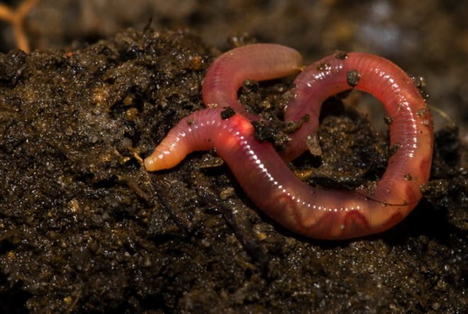 nature journal, earthworms, greenhouse gas emissions, greenhouse gases, nitrous oxide, carbon dioxide, climate change, US study, soil,