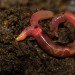 nature journal, earthworms, greenhouse gas emissions, greenhouse gases, nitrous oxide, carbon dioxide, climate change, US study, soil,