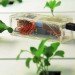 harvestgeek, mike alt, software, harvestbot, sensor, urban farming, garden, automate