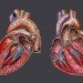 human heart, artificial heart, beat, pump, university of west england, bristol