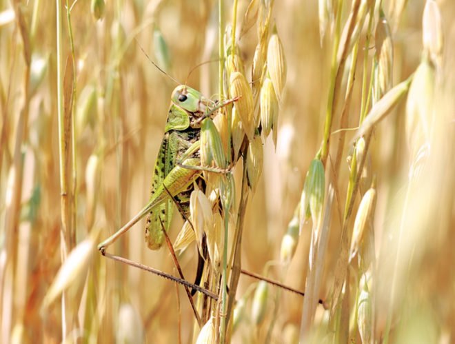 Fungus, mushrooms, biopesticides, pesticides, agriculture, crops, pests, locusts, food, global population, non-toxic, biomimicry