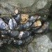 california mussels, pollution, acidification, curstacean, ph, metals, toxins, water, ocean, marine