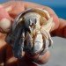 rock lobster, pollution, acidification, curstacean, ph, metals, toxins, water, ocean, marine