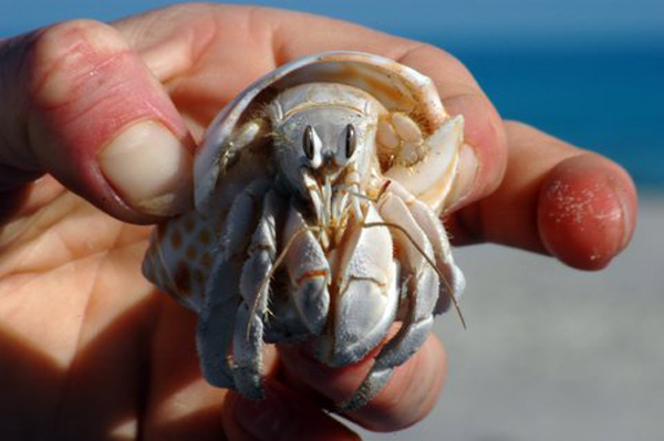 rock lobster, pollution, acidification, curstacean, ph, metals, toxins, water, ocean, marine