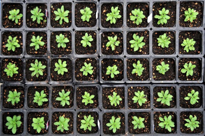 plants, sharing, gardening, saving, sustainable gardening, gardens, community, plantcatching, unwated garden supplie