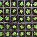 plants, sharing, gardening, saving, sustainable gardening, gardens, community, plantcatching, unwated garden supplie