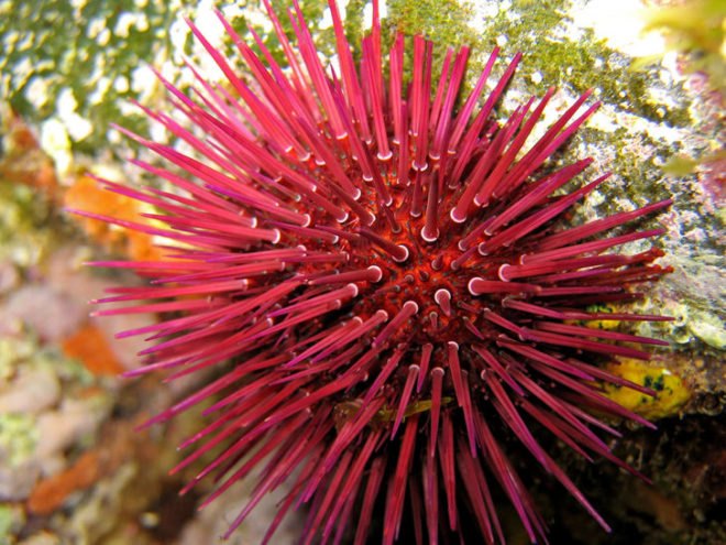 sea urchin carbon capture, carbon emissions, Newcastle University study, carbon capture and storage systems, nanotechnology, nickel nano-particles, biomimicry, scientific study, carbon emissions, carbon into chalk, environmental destruction, green technology