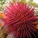 sea urchin carbon capture, carbon emissions, Newcastle University study, carbon capture and storage systems, nanotechnology, nickel nano-particles, biomimicry, scientific study, carbon emissions, carbon into chalk, environmental destruction, green technology