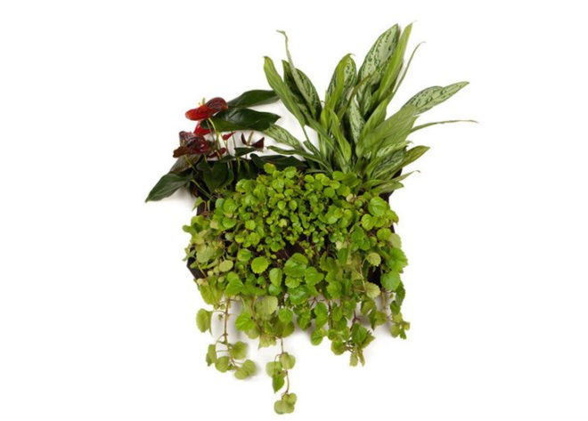 urban zeal planters, vertical planters, vertical gardens, indoor gardens, indoor gardening, growing indoors, wall planters, green wall