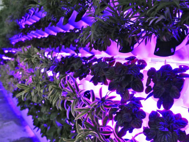 miniwiz, verticult, green wall, eco design, sustainable design, growing wall, environmental design, post consumer waste