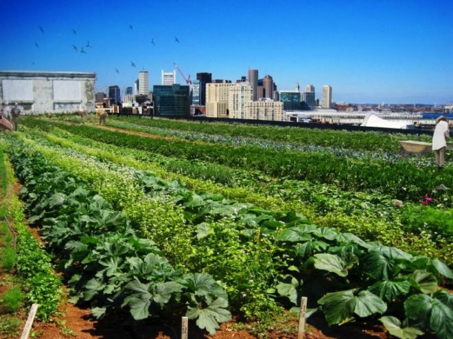 Higher Ground Farm, rooftop farm, Boston, urban farm, Higher Ground Boston