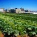 Higher Ground Farm, rooftop farm, Boston, urban farm, Higher Ground Boston