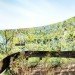 Charles Wright Architects, Cairns Botanical Gardens, Australia, VC, visitor center, Predator, reflective armor, rainwater harvesting, solar panels, energy efficiency, passive design, water conservation, insulation, sustainable design, eco-design, botanical