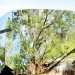 Charles Wright Architects, Cairns Botanical Gardens, Australia, VC, visitor center, Predator, reflective armor, rainwater harvesting, solar panels, energy efficiency, passive design, water conservation, insulation, sustainable design, eco-design, botanical