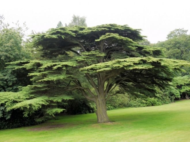 Forestry and Forest Products Research Institute, allergies, pollen count, hayfever, pollen-free trees, cedar tree, pollen free cedar trees, dna re-sequencing, japan, allergy-free cedar trees
