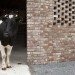 rainwater capture, cowshed, The Cowshed Collective, Ireland, Camphill Callan Community, Commonage, sustainable design, daylighting, natural light, reclaimed materials, recycled materials, Cowshed, farm, collaborative design