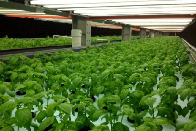 FarmedHere, Indoor Farm, urban farming, chicago, aquaponics, aeroponics, organic indoor farm, vertical farm
