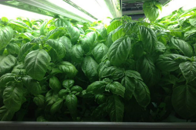 FarmedHere, Indoor Farm, urban farming, chicago, aquaponics, aeroponics, organic indoor farm, vertical farm