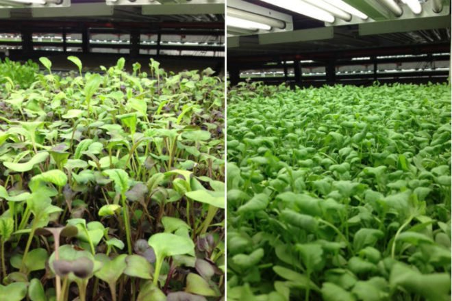 FarmedHere, Indoor Farm, urban farming, chicago, aquaponics, aeroponics, organic indoor farm, vertical farm