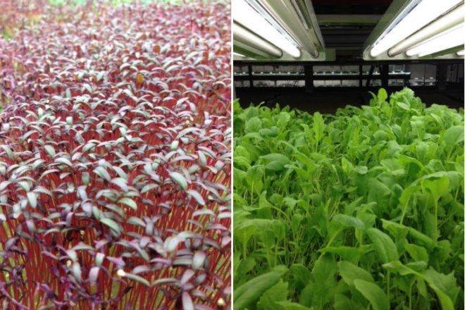 FarmedHere, Indoor Farm, urban farming, chicago, aquaponics, aeroponics, organic indoor farm, vertical farm