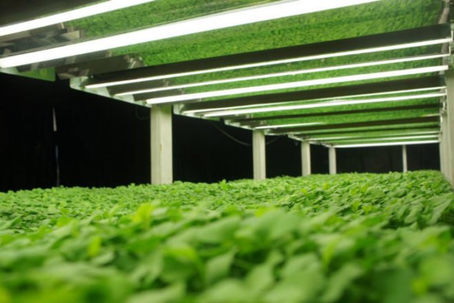 FarmedHere, Indoor Farm, urban farming, chicago, aquaponics, aeroponics, organic indoor farm, vertical farm