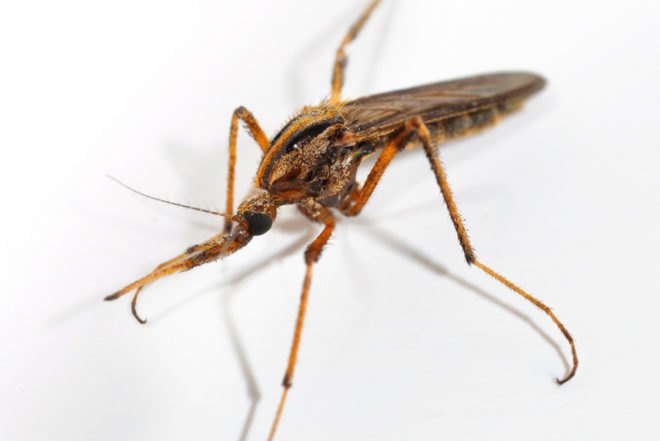 Gallinipper mosquitoes, Gallinippers Florida, mosquito invasion Florida, mosquito bite, mosquito spraying Florida, gallinippers Alachua County, Florida rainfall, global warming mosquitoes, rising sea, Tropical Storm Debby, Florida flooding