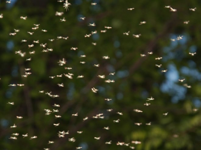 Gallinipper mosquitoes, Gallinippers Florida, mosquito invasion Florida, mosquito bite, mosquito spraying Florida, gallinippers Alachua County, Florida rainfall, global warming mosquitoes, rising sea, Tropical Storm Debby, Florida flooding