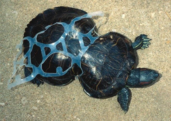 Peanut, deformed turtle, Missouri Department of Conservation, Six-Pack Ring, Missouri, Animals, garbage