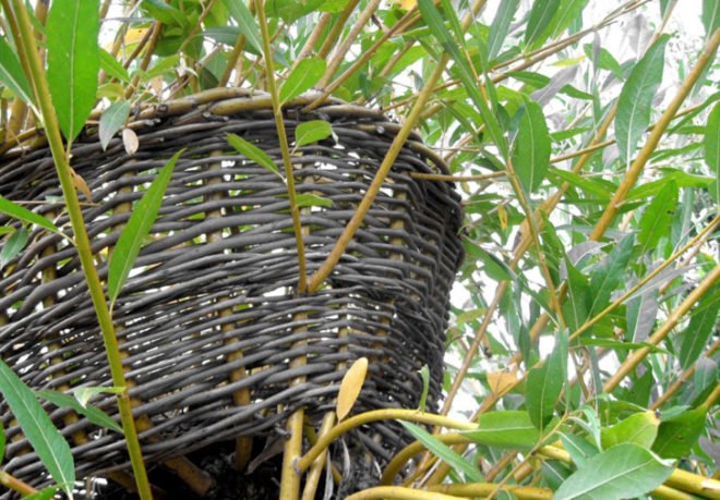 green design, eco design, sustainable design, Veronka Aszalai, Living Furniture, tree furniture, woven branch chair, Hagyaros Village, Hungary