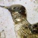 green design, eco design, sustainable design, Vik Muniz, recycle art, Brazilian artists, WASTELAND, garbage collage, Armory Show