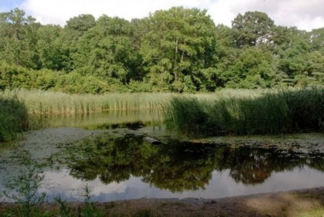 nyc, nyc parks, nyc picnic spots, nyc best parks, alley pond park, pelham park, prospect park, greenbelt moses mountain, central park