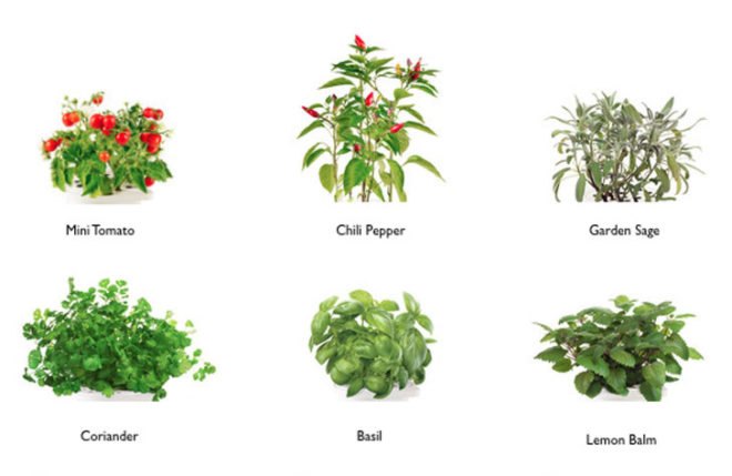 click & grow, smart herb garden, kickstarter, second generation, herbs, vegetables, indoor cultivation