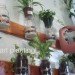 diy vertical garden, eco design, eco model, green design, green NYC, green walls, model Summer Rayne Oakes, planted walls, summer rayne oakes, sustainable design, diy, diy design, diy mason jar herb garden, diy herb garden