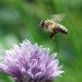 honeybee, flying, flower, nectar, pollinate, caffeine, attract, chemical