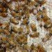 honeybee, flying, flower, nectar, pollinate, caffeine, attract, chemical, hive