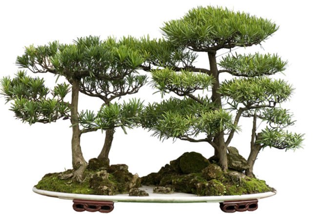 Forestry and Forest Products Research Institute, allergies, pollen count, hayfever, pollen-free trees, cedar tree, pollen free cedar trees, dna re-sequencing, japan, allergy-free cedar trees