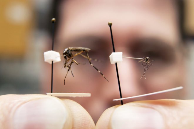 Gallinipper mosquitoes, Gallinippers Florida, mosquito invasion Florida, mosquito bite, mosquito spraying Florida, gallinippers Alachua County, Florida rainfall, global warming mosquitoes, rising sea, Tropical Storm Debby, Florida flooding