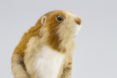 Kiyoshi Mino felt animal sculptures, OCLCO, Illinois, Lucky Duck Farm, taxidermy, wool, eco, nature
