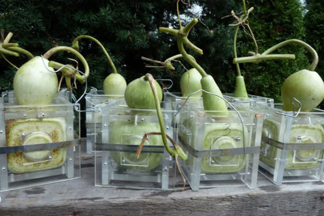 Andrew Mowbray, modular gourds, gourds, moulded gourd, green building materials