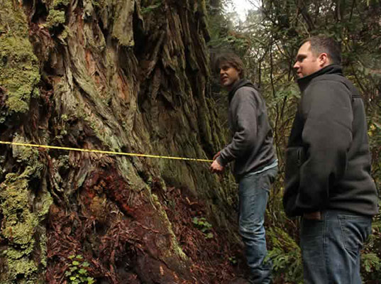 Archangel Ancient Tree Project, David Milarch, planting old growth redwoods for Earth Day 2013, genetic cloning, cloning trees, Archangel tree project, old growth redwoods, saving the forest, saving old growth redwoods, cloning trees, Earth Day projects, Earth Day celebrations, combating global warming, adapting to global warming