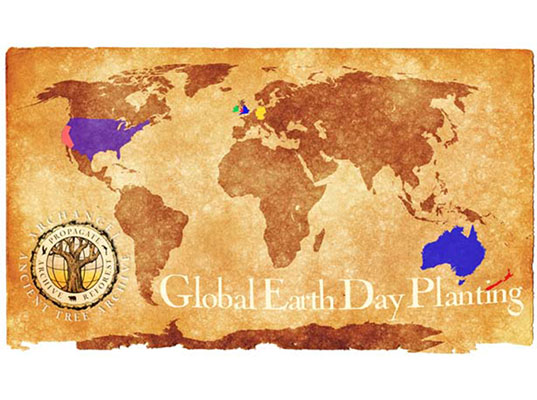 Archangel Ancient Tree Project, David Milarch, planting old growth redwoods for Earth Day 2013, genetic cloning, cloning trees, Archangel tree project, old growth redwoods, saving the forest, saving old growth redwoods, cloning trees, Earth Day projects, Earth Day celebrations, combating global warming, adapting to global warming
