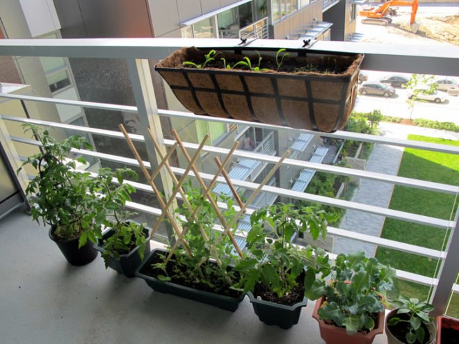 Vegetables growing on a balcony, garden, urban garden, patio garden, balcony garden, urban food production, urban garden, patio, tomatoes, herbs, vegetables, trellis, companion planting