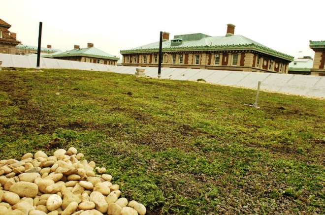 cooling costs, green roofs, moss vegetation, sedum, con edison, columbia university, green roofs nyc, joe lenuso, storm water, wastewater, nyc sewage system, nyc sewer system, energy conservation, morningside heights