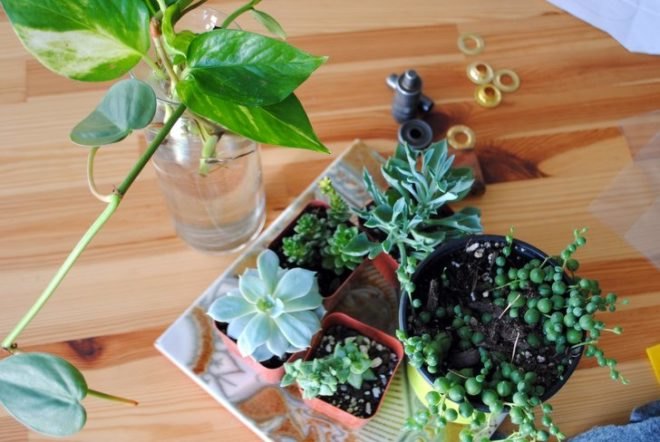DIY, plant, hanging, wall, interior, green, how-to, felt, succulent, office, greenery, planter