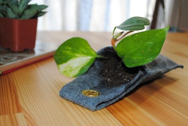 DIY, plant, hanging, wall, interior, green, how-to, felt, succulent, office, greenery, planter